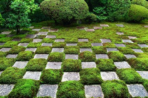 青苔 苔蘚|从青苔看日本文化和环境问题 